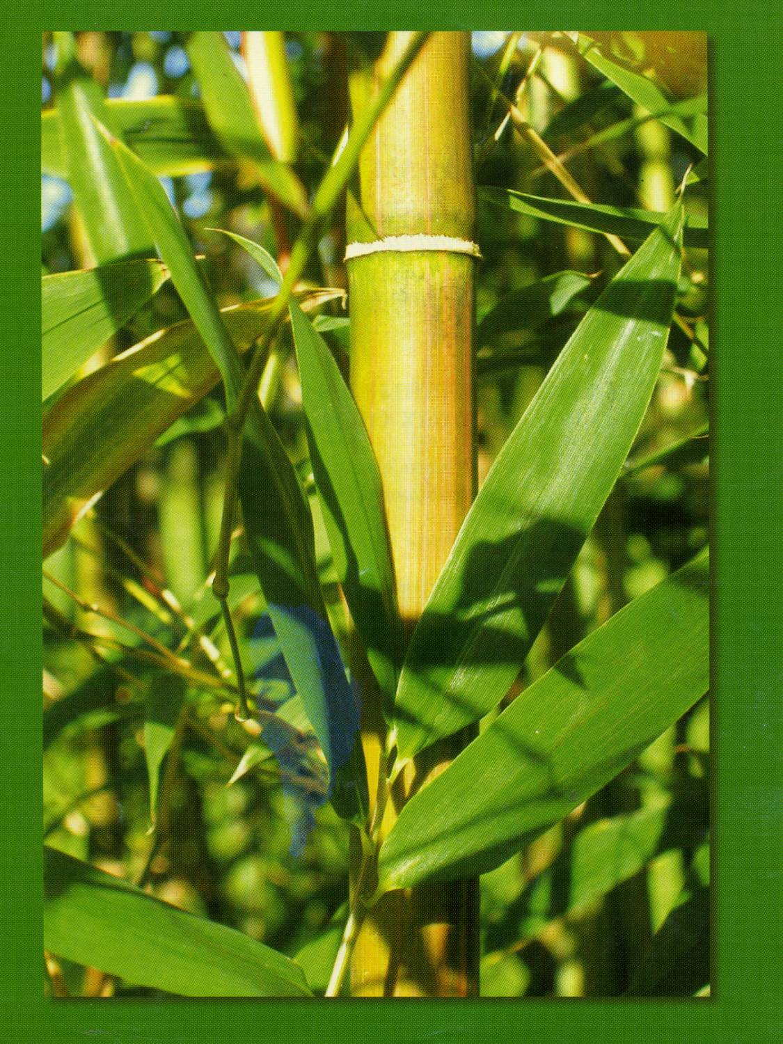 Символ здоровья бамбук
